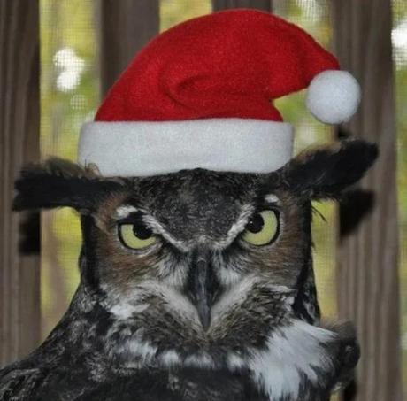 Owl Wearing a Santa Hat