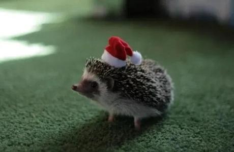 Hedgehog Wearing a Santa Hat