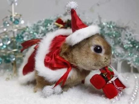 Rabbit Wearing a Santa Hat