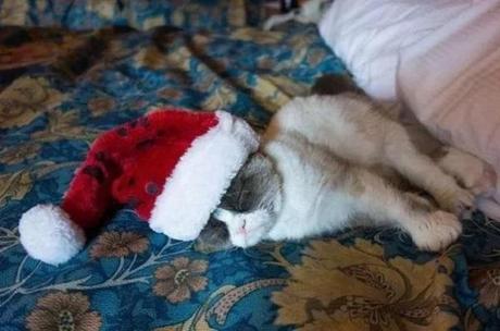 Grumpy Cat Wearing a Santa Hat