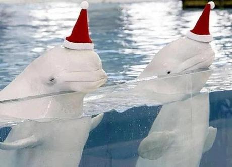 Beluga whales Wearing a Santa Hats