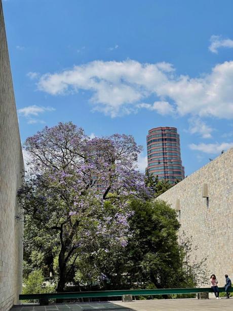 A blooming jacaranda tree in a peaceful courtyard of the Museo Tamayo in Mexico City, with a tall modern building visible in the distance.