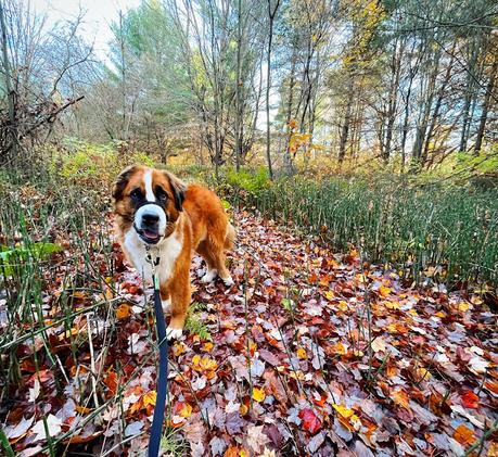 Saint Bernese dog Hazel, Paws For Reaction