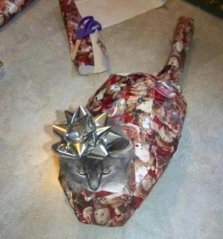 Gift Wrapped Cat