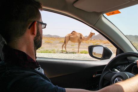 Alex Tiffany driving a car through the Omani desert, looking out of the window as a camel walks alongside the road, with mountains and shrubs in the distance.