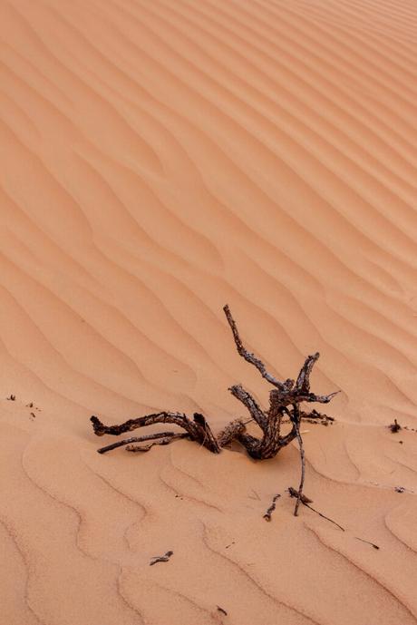 A portrait shot of a small, twisted branch lying on the rippled surface of a sand dune, highlighting the fine patterns of the desert sand.