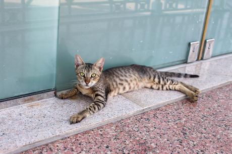 A relaxed tabby cat with green eyes lounges on a tiled surface, leaning against a glass window.