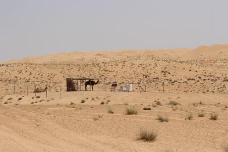 A camel standing under a simple wooden shelter in the middle of a vast desert landscape with rolling sand dunes in the background, under a clear sky.