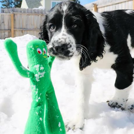 What toys do your pets carry everywhere like their prized possession?