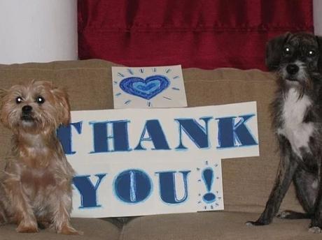 Dog Saying Thank you