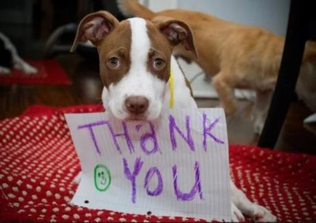 Dog Saying Thank you