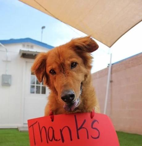 Dog Saying Thank you