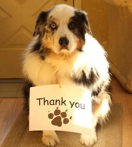 Dog Saying Thank you