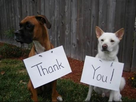 Dog Saying Thank you