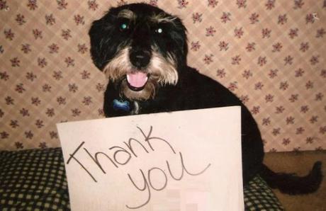 Dog Saying Thank you