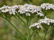 Yarrow Plant History, Types, Benefits, Should Avoid