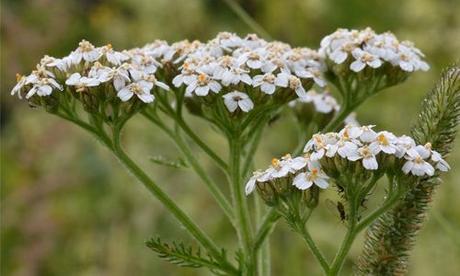 Yarrow Plant : History, Types, Benefits, Who should Avoid