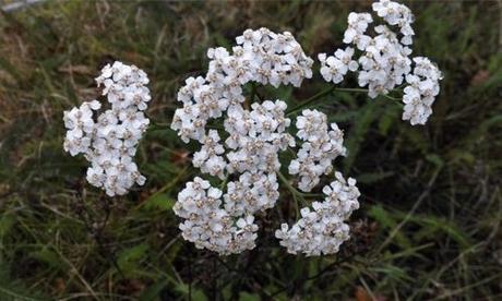 Yarrow Plant : History, Types, Benefits, Who should Avoid