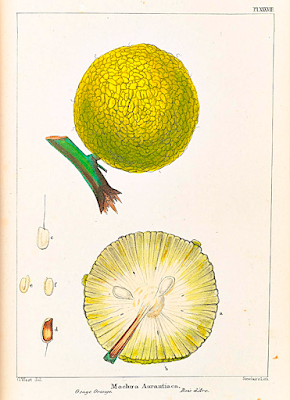 Osage Orange—God's Gift to the Prairie Farmer