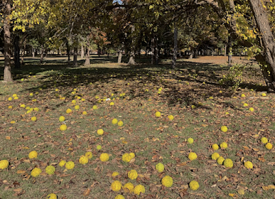 Osage Orange—God's Gift to the Prairie Farmer