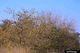 Osage Orange—God's Gift to the Prairie Farmer