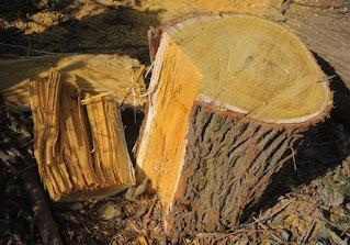 Osage Orange—God's Gift to the Prairie Farmer