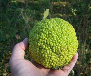 Osage Orange—God's Gift to the Prairie Farmer