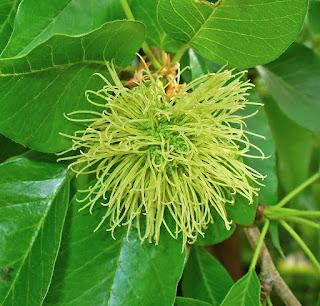 Osage Orange—God's Gift to the Prairie Farmer