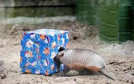 Armadillo With a Christmas Present