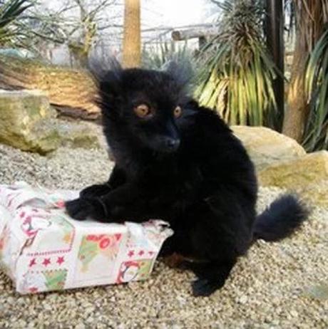 Black Lemur With a Christmas Present