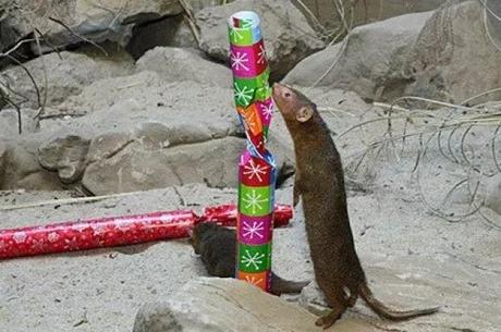 Weasel With a Christmas Present