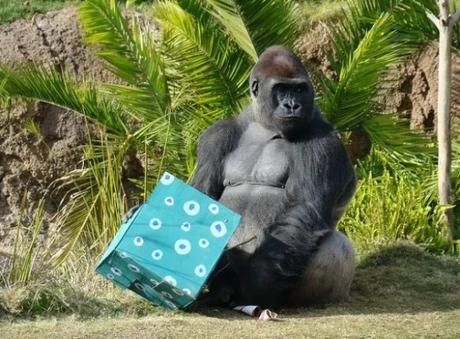 Gorilla With a Christmas Present