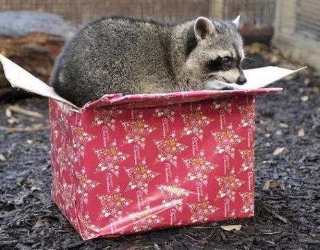 Raccoon With a Christmas Present