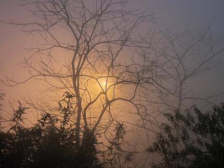 Bare tree branches silhouetted in dense fog with a glowing yellow light shining through, creating a mysterious and ethereal scene.