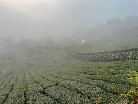 A misty tea plantation with rows of tea plants fading into the fog, creating a serene and tranquil atmosphere.