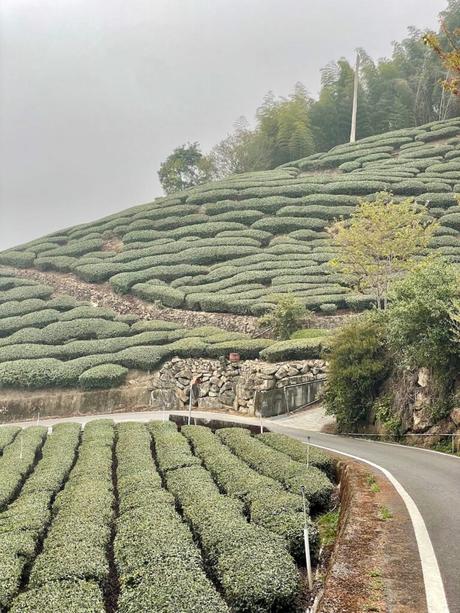 A terraced hillside near Alishan, Taiwan, covered in lush green tea bushes with a narrow road winding at the base, framed by cloudy skies and sparse trees.