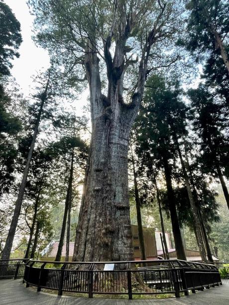 A massive, ancient tree surrounded by a wooden walkway and towering evergreens, with sunlight filtering through the dense canopy.