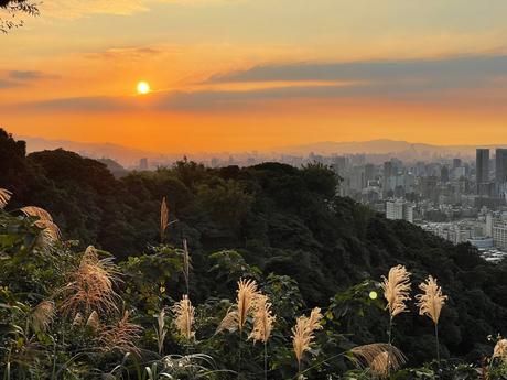 A breathtaking sunset over Taipei, with vibrant orange hues blending into the skyline and surrounding greenery, framed by tall grass reeds in the foreground.