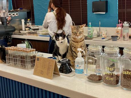 Two cats sitting on a cafe counter, surrounded by jars of coffee beans, a menu, and hand sanitizer, with a barista working in the background.