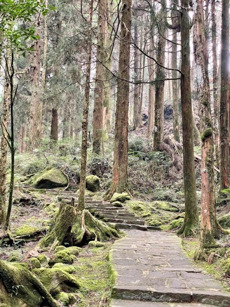 A moss-covered stone pathway leading through a serene forest of tall trees, surrounded by natural greenery.