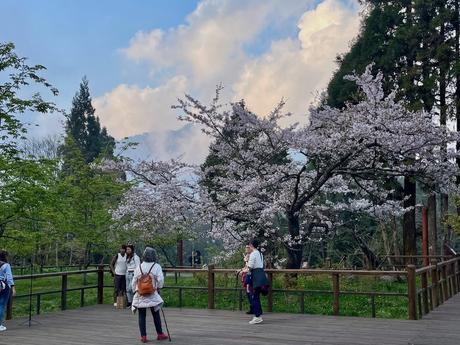 Visitors enjoying the view on a wooden deck surrounded by cherry blossom trees, under a clear sky with soft clouds and vibrant greenery.