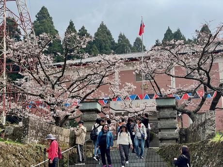 A crowd of visitors walking under cherry blossom trees in full bloom at Alishan, with a traditional building and flags in the background.