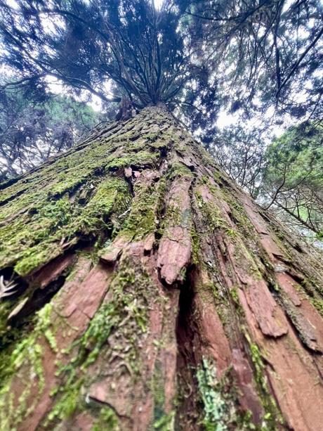 A close-up view looking up at a tall tree trunk covered in moss, with its branches extending into the canopy above.