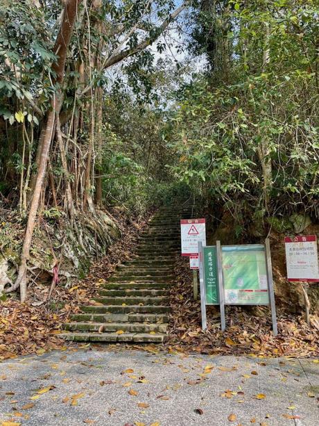 A stone staircase ascending into a dense, leafy forest, bordered by signs with notices and maps at the base.