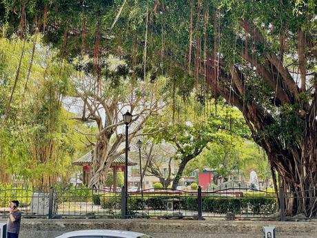 A tranquil park scene with ancient banyan trees draped with vines, a red pavilion in the background, and soft sunlight filtering through the greenery.