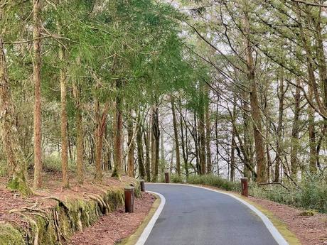 A quiet, winding road bordered by towering trees in a forest, creating a peaceful and inviting atmosphere.