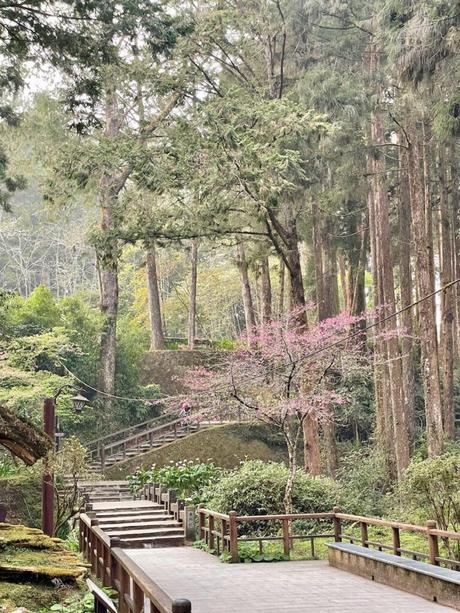 A peaceful forest path featuring wooden walkways, a small blooming cherry blossom tree, and tall trees, evoking a sense of calm and nature's beauty.