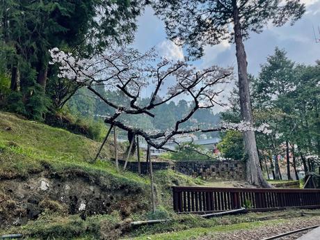 A picturesque cherry blossom tree supported by poles, set beside a wooden railing and lush greenery, with a serene backdrop of tall trees and distant structures.