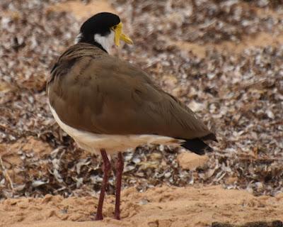 AUSTRALIA: IT’S FOR THE BIRDS (SERIOUSLY!) Guest Post by Caroline Hatton