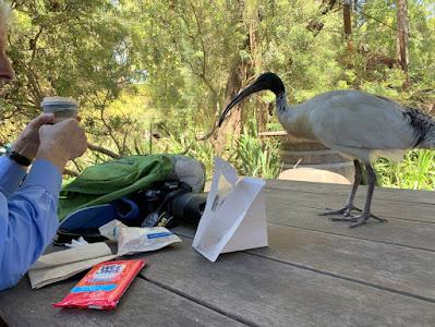 AUSTRALIA: IT’S FOR THE BIRDS (SERIOUSLY!) Guest Post by Caroline Hatton